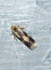 Stigmella trimaculella