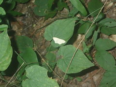 Scopula junctaria