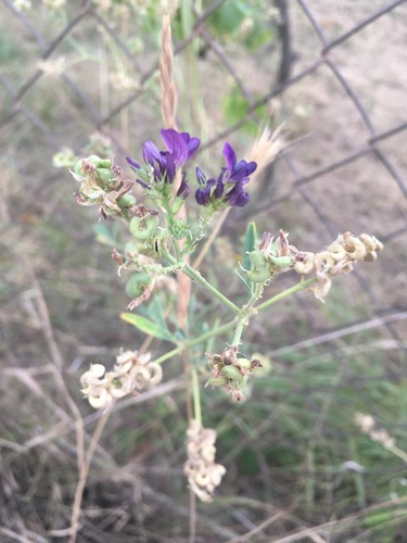Medicago sativa