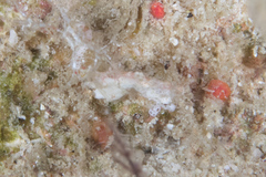 Hippocampus pontohi
