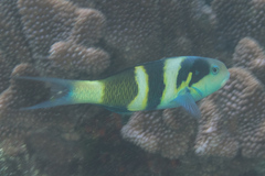 Thalassoma nigrofasciatum
