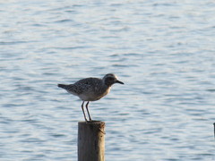 Pluvialis squatarola
