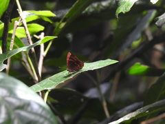 Abisara