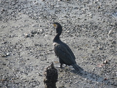 Phalacrocorax carbo