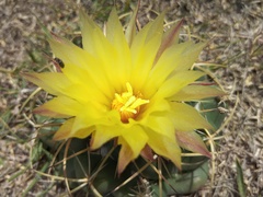 Coryphantha elephantidens elephantidens