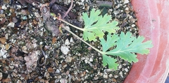 Pelargonium pillansii
