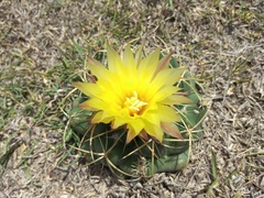 Coryphantha elephantidens elephantidens