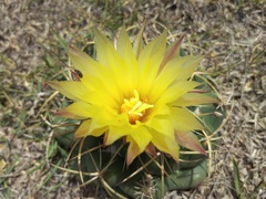 Coryphantha elephantidens elephantidens
