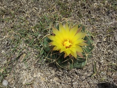 Coryphantha elephantidens elephantidens