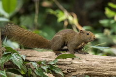 Anderson's Squirrel photo 1