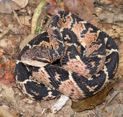 Lachesis muta