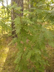 Sorbus aucuparia