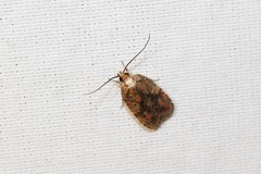 Agonopterix robiniella