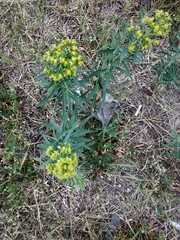 Euphorbia virgata