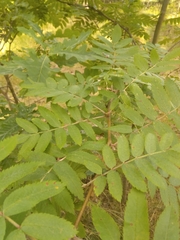 Sorbus aucuparia