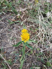 Pentanema britannica