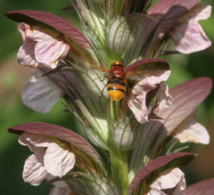 Volucella zonaria