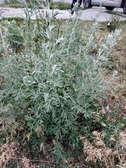 Artemisia absinthium
