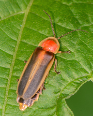 Photinus pyralis