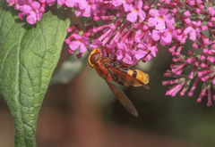 Volucella zonaria