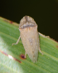 Xerophloea