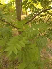 Sorbus aucuparia