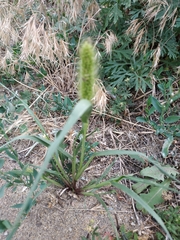 Setaria viridis