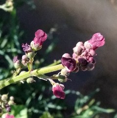 Scrophularia canina canina