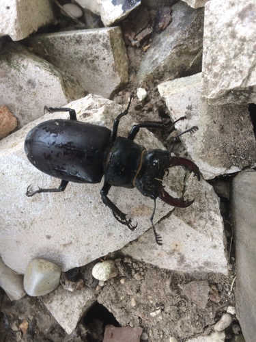 Lucanus cervus