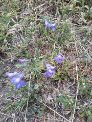 Delphinium consolida