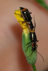 Axinotarsus pulicarius