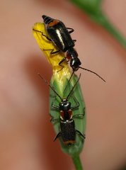 Axinotarsus pulicarius