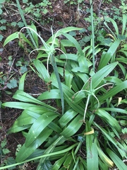 Hymenocallis occidentalis
