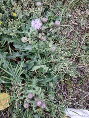 Cirsium arvense