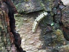 Eilema depressa