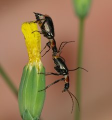 Axinotarsus pulicarius