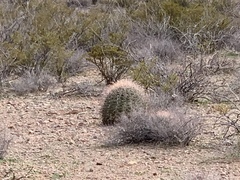 Ferocactus wislizeni