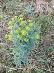 Euphorbia virgata