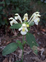Galeopsis segetum