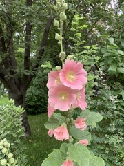 Alcea rosea