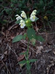 Galeopsis segetum