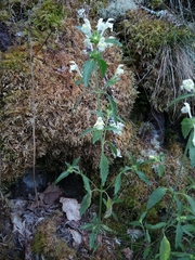Galeopsis segetum