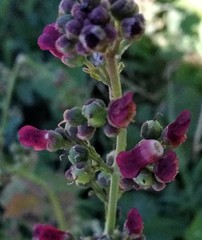 Scrophularia canina canina