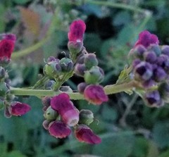 Scrophularia canina canina