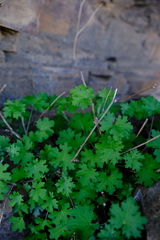Cineraria alchemilloides