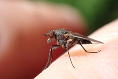 Symphoromyia