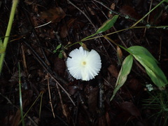 Leucocoprinus fragilissimus image