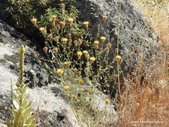 Centaurea ornata