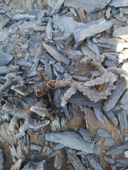 Monsonia multifida