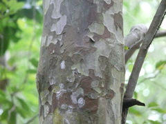 Psidium friedrichsthalianum